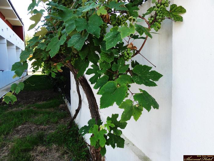 Hotel Sharmat Pizunda Exterior foto